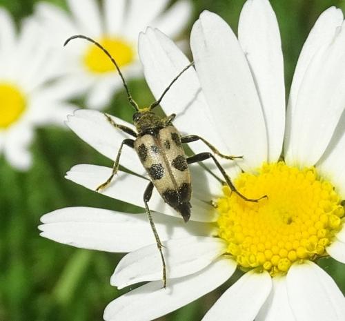 Réf. 276 447 : Pachytodes cerambyciformis